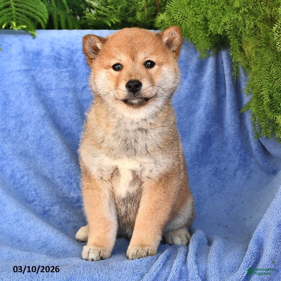 Shiba Inu dogs Diane - Ad 1