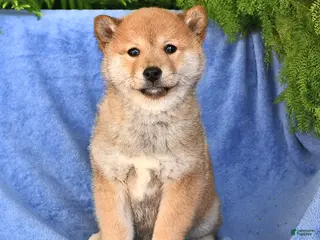 Shiba Inu dogs for sale: Diane - Ad 2