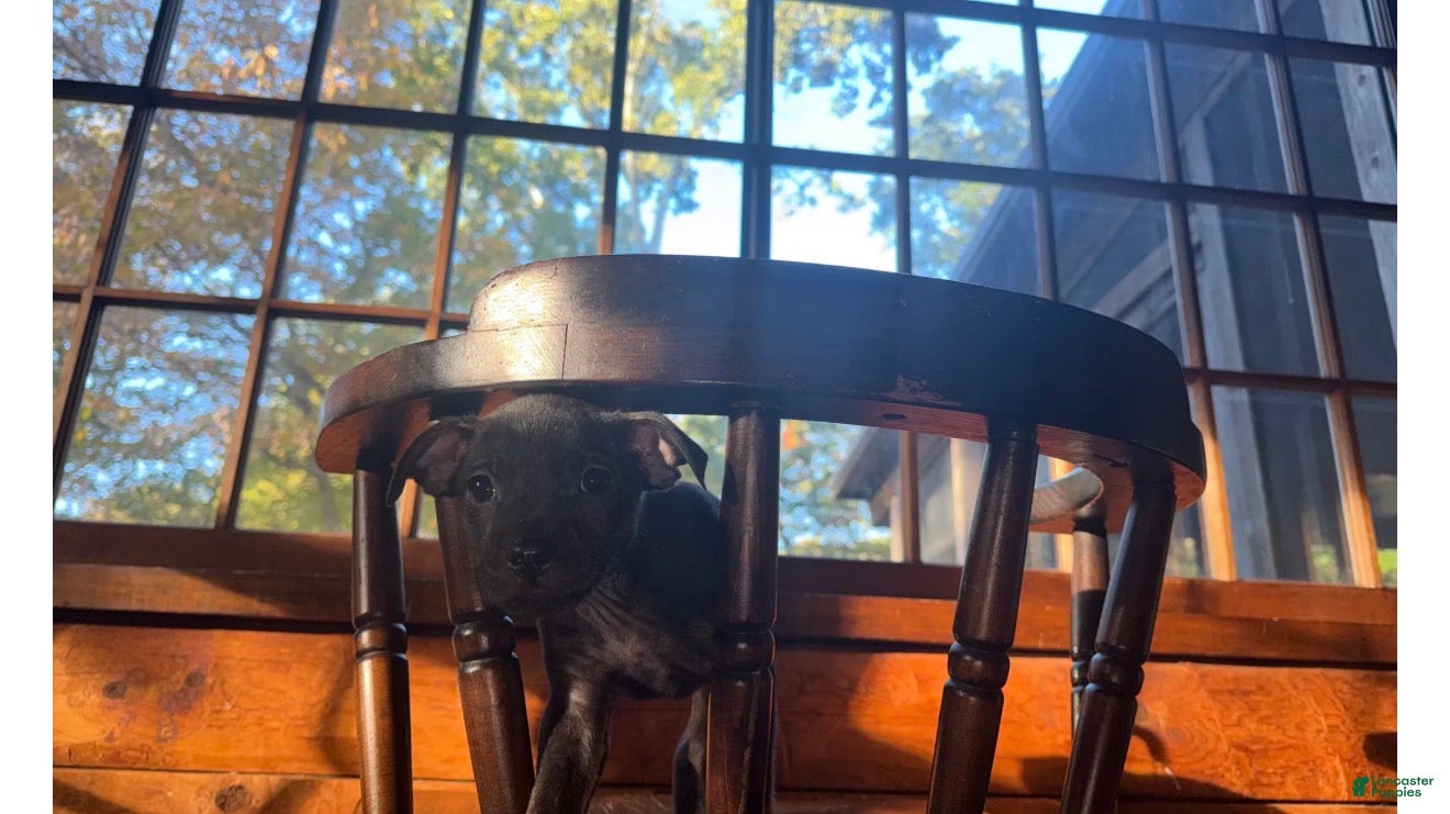 Mixed Breed dogs for sale: Mixed Breed 6 - Ad 20