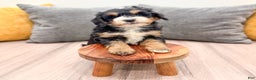 Mini Bernedoodle dogs for sale: Mia - Ad 2