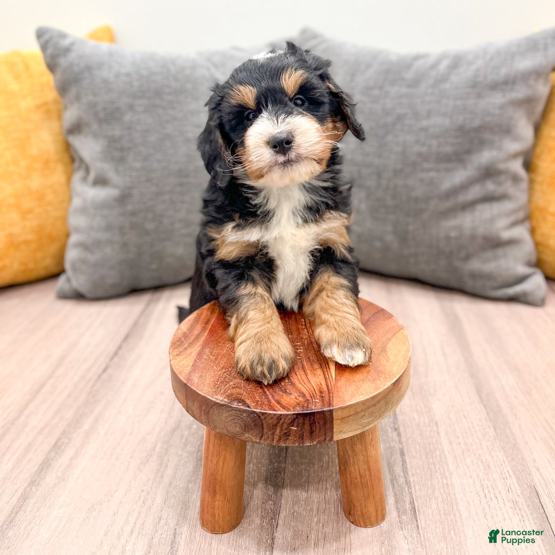 Mini Bernedoodle dogs for sale: Mia - Ad 2