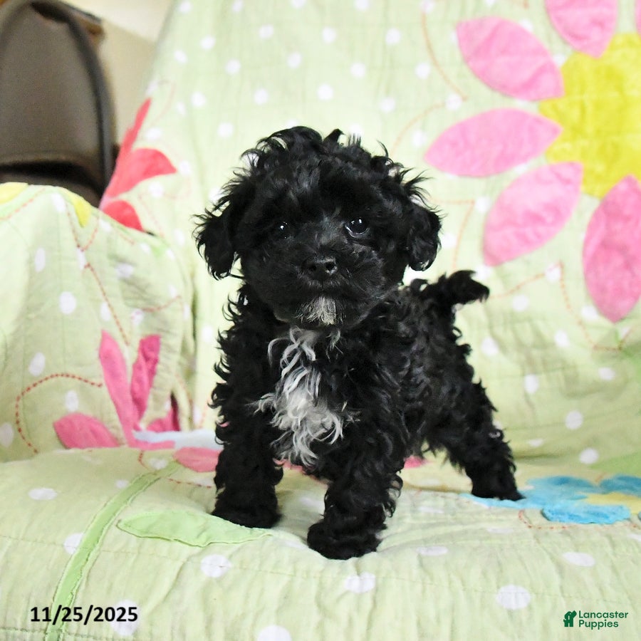 Maltipoo dogs Heidi - Ad 34