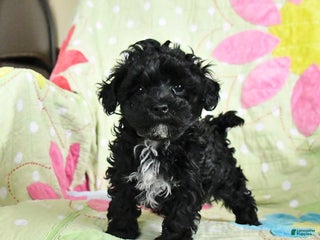 Maltipoo dogs Heidi - Ad 42