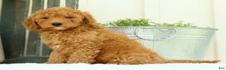 Mini Goldendoodle dogs for sale: Vanessa - Ad 8