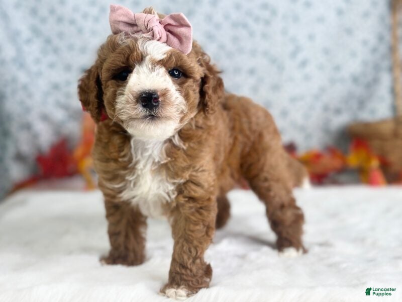 Mini Goldendoodle dogs Raichel - Ad 2