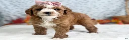 Mini Goldendoodle dogs for sale: Raichel - Ad 2
