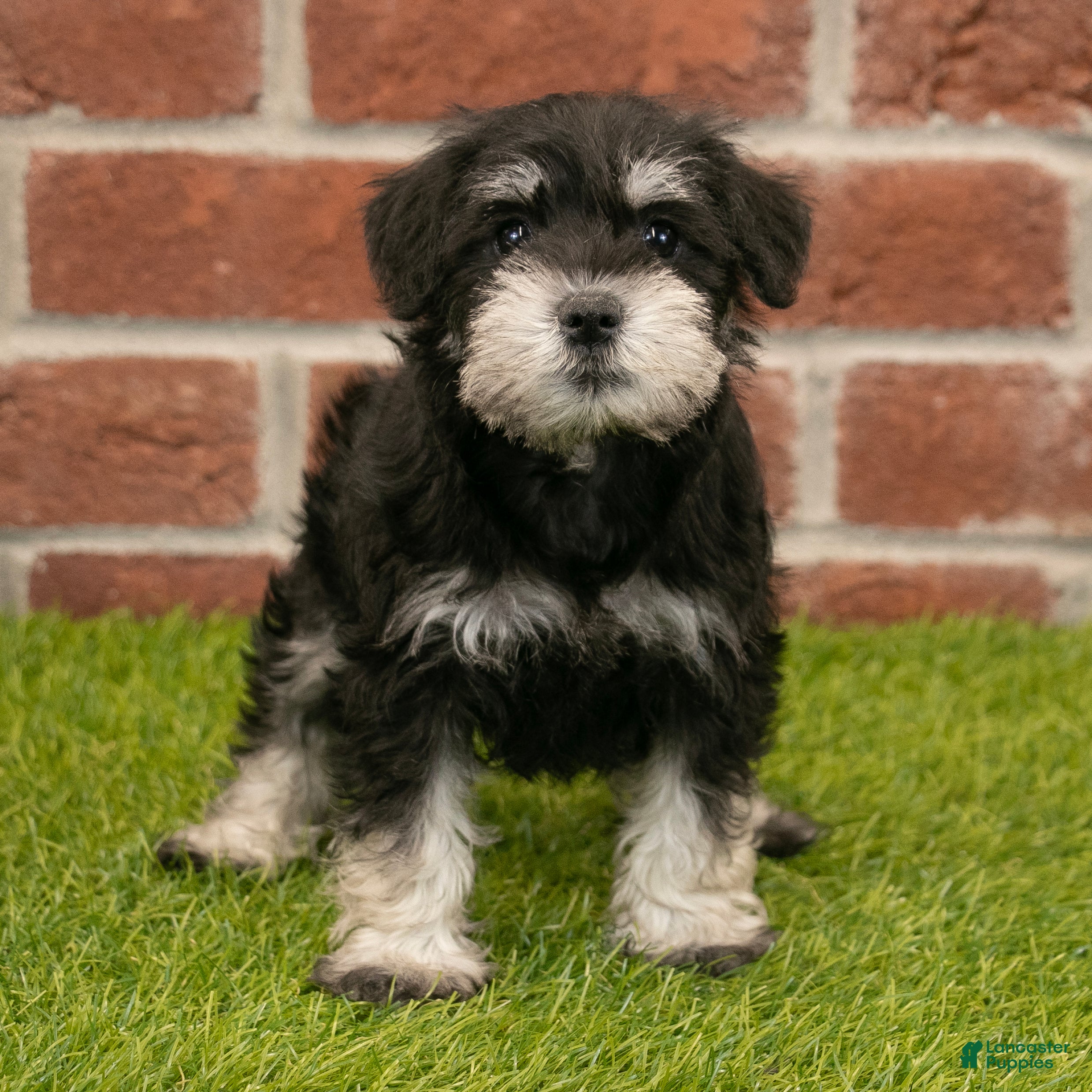 Miniature Schnauzer dogs for sale: Rachel - Ad 3