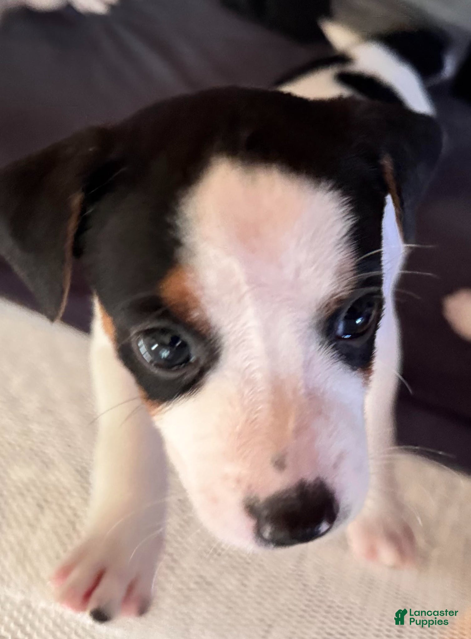 Jack Russell Terrier dogs Puppy 3 - Ad 14
