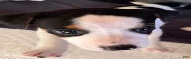 Puppy 3