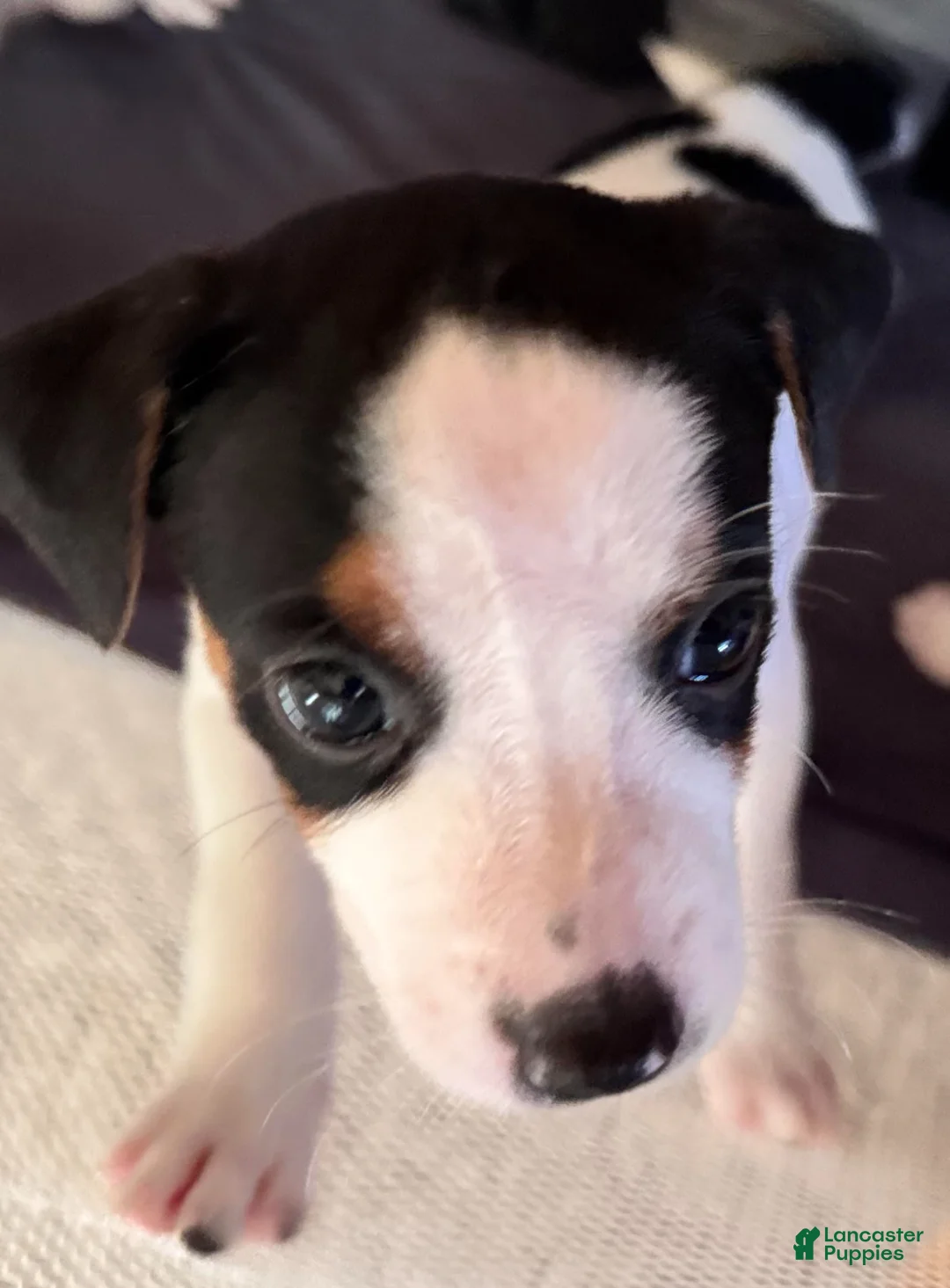 Jack Russell Terrier dogs for sale: Puppy 3 - Ad 1