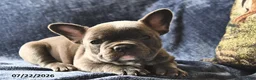 French Bulldog dogs for sale: Princess  - Ad 2
