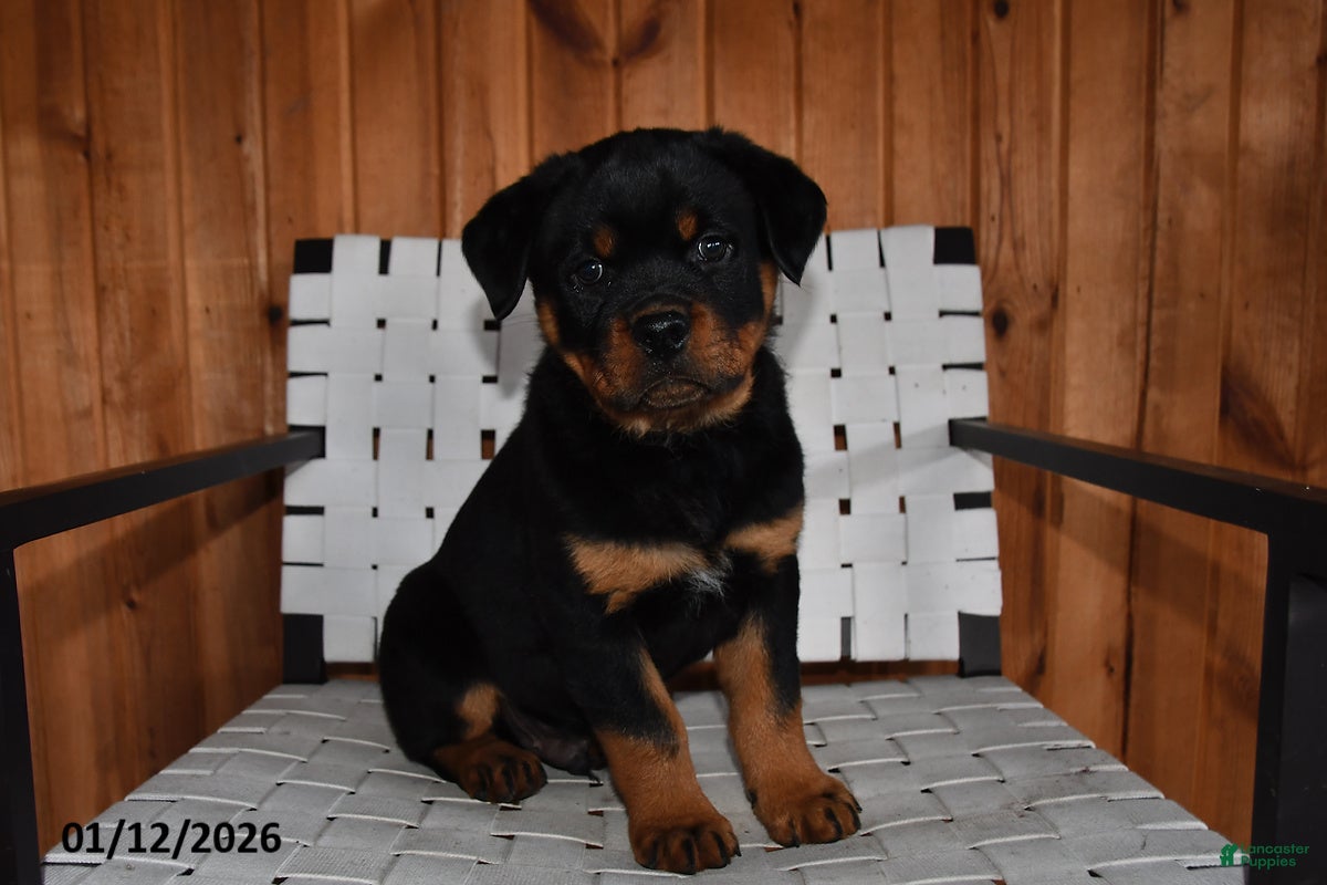 Rottweiler dogs Bubba - Ad 8