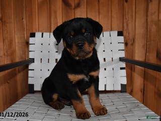 Rottweiler dogs Bubba - Ad 8