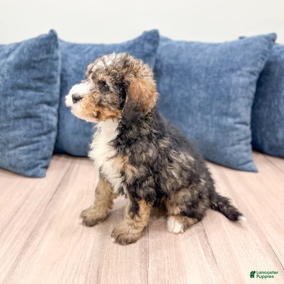 Mini Bernedoodle dogs for sale: Wally - Ad 7