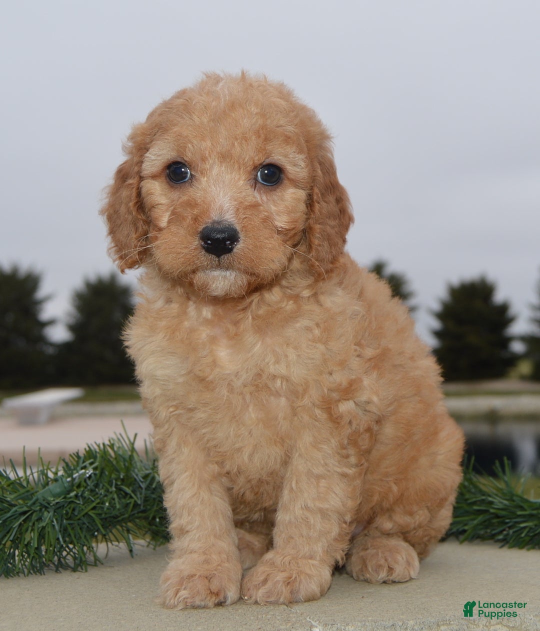 Irish Doodle dogs for sale: Mini Izzy - Ad 17