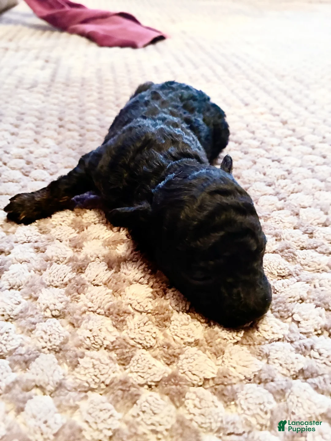 Toy Poodle dogs for sale: Iras Tut , Toy Poodle Puppy  - Ad 2