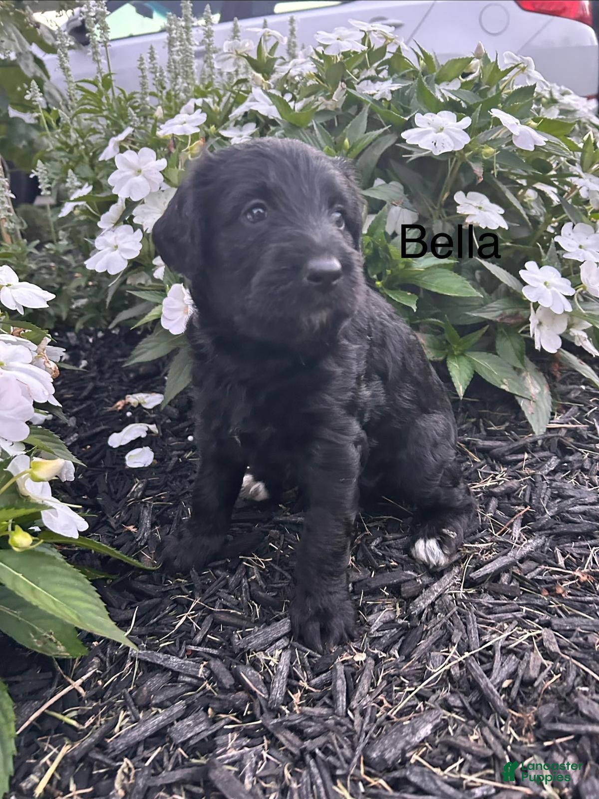 Mixed Breed dogs Bella  - Ad 1