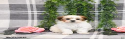 Teddy Bear dogs for sale: Susan - Ad 4