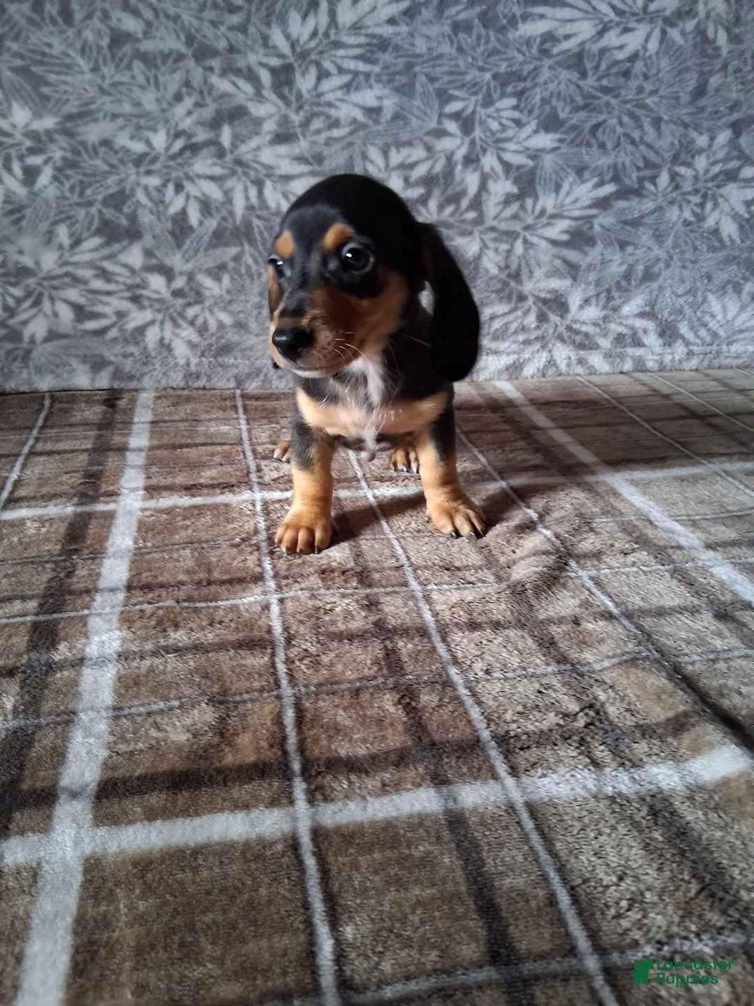 Miniature Dachshund dogs for sale: Grumpy - Ad 1
