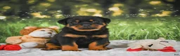 Rottweiler dogs for sale: Knox - Ad 5