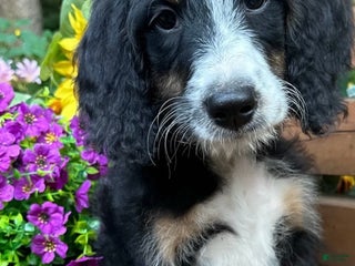 Bernedoodle dogs Bernedoodle - Willow - Ad 42