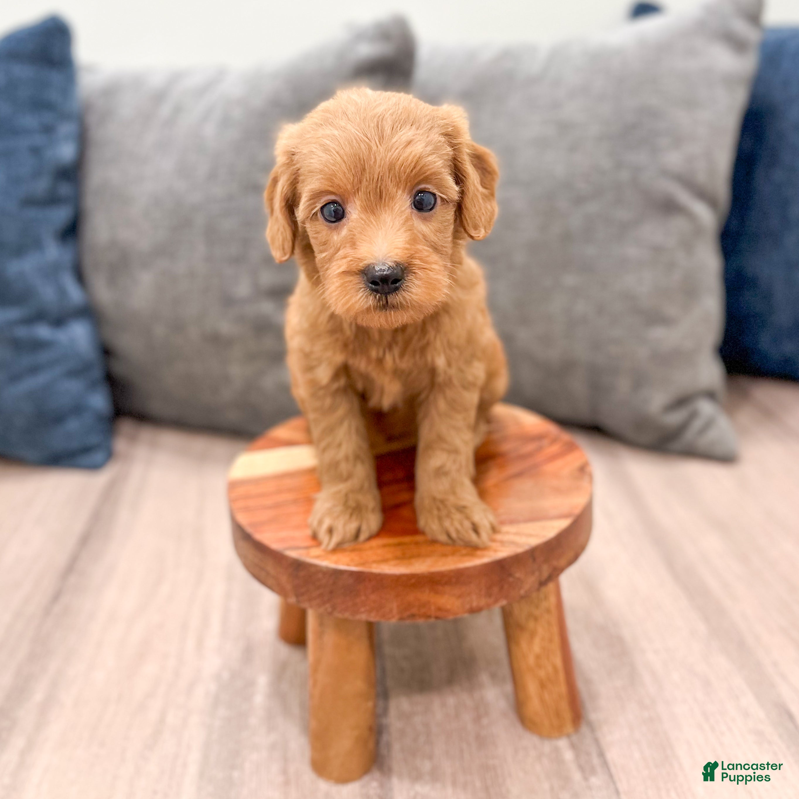 Mini Goldendoodle dogs Molly - Ad 2