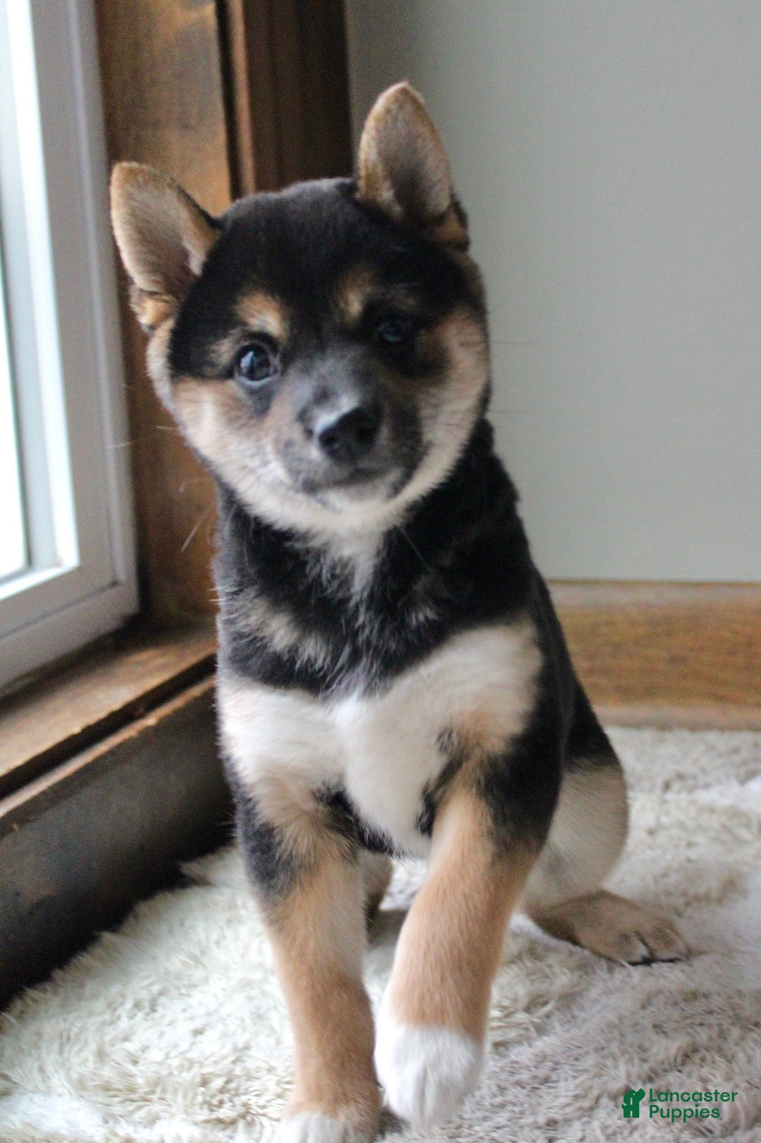 Shiba Inu dogs for sale: Shelby - Ad 3