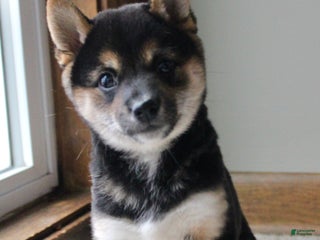 Shiba Inu dogs Shelby - Ad 4