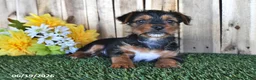 Yorkshire Terrier dogs for sale: Beau - Ad 3