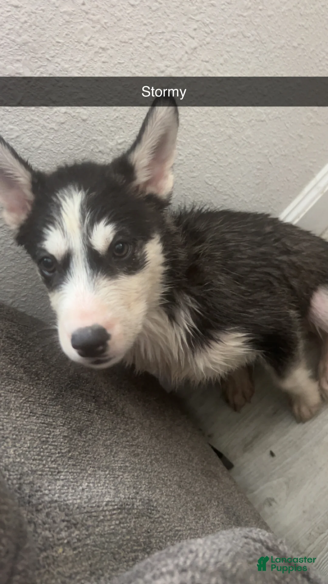 Siberian Husky dogs for sale: Siberian Husky Puppy 3 - Ad 1