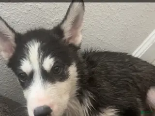 Siberian Husky dogs Siberian Husky Puppy 3 - Ad 1