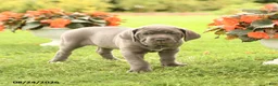 Cane Corso dogs for sale: Dessa - Ad 3