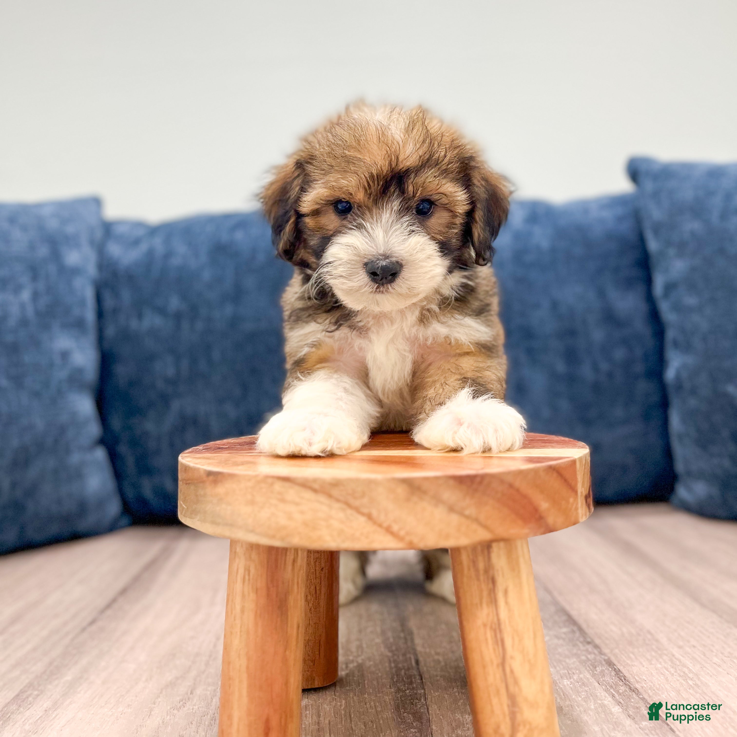Havanese dogs Eric - Ad 2