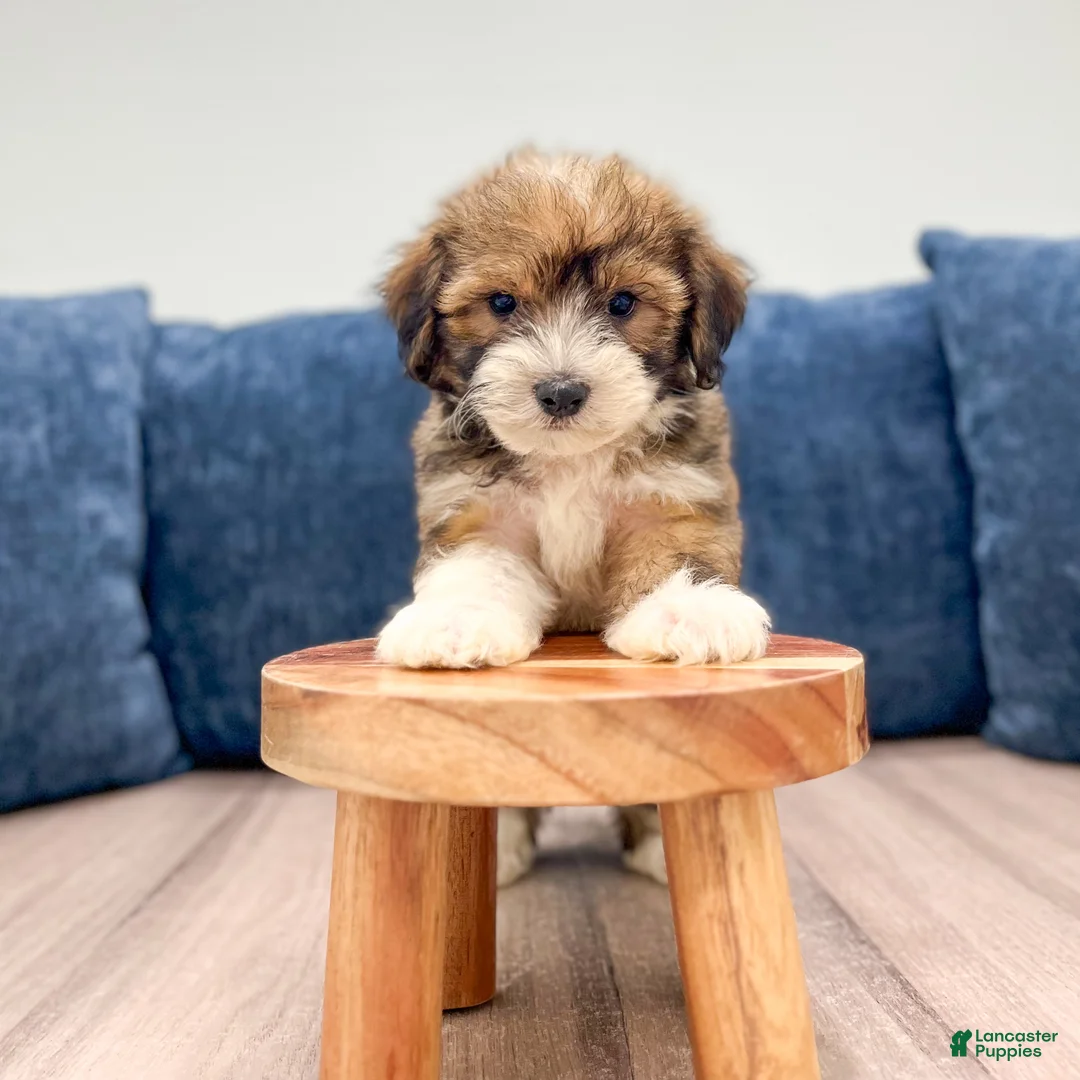 Havanese dogs for sale: Eric - Ad 2