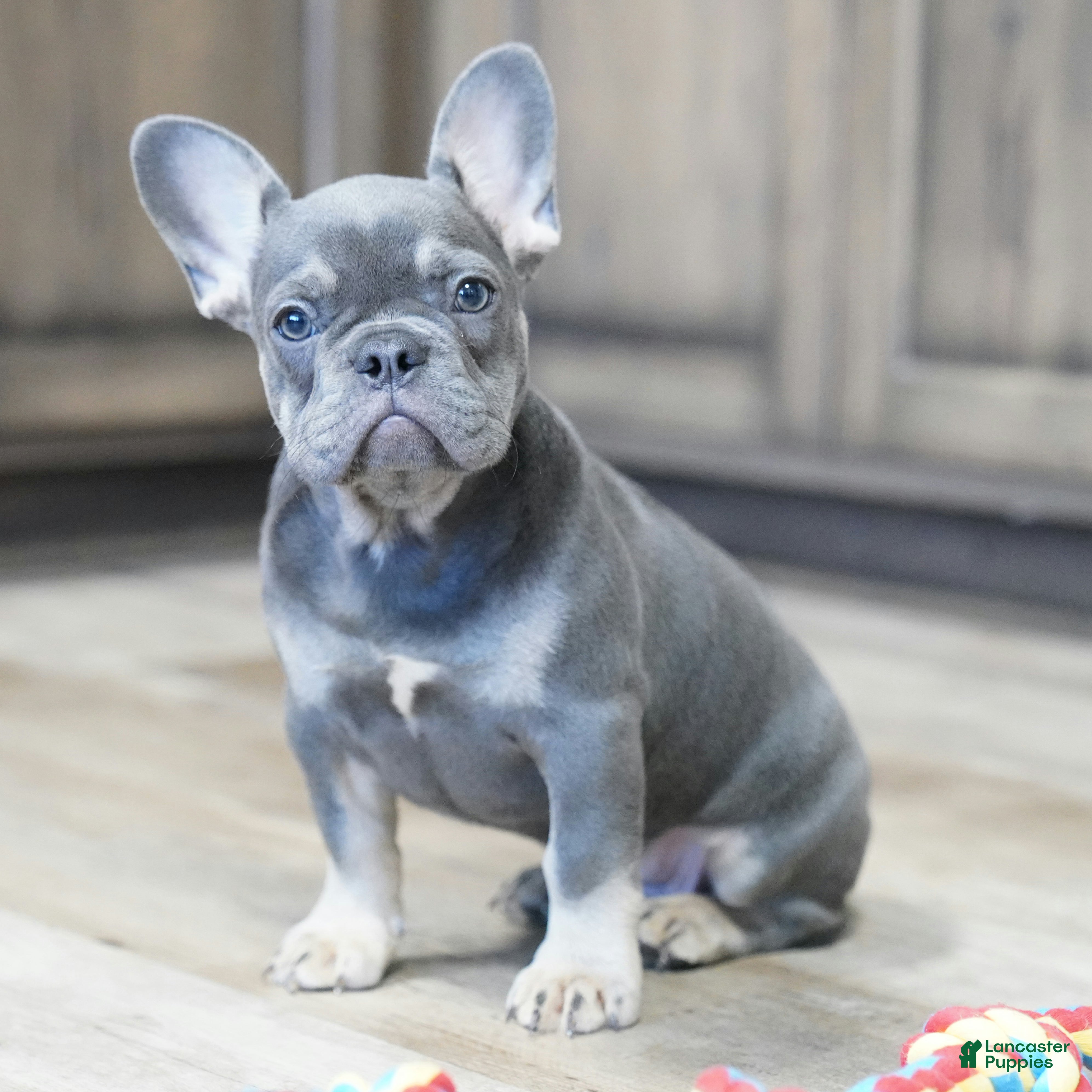French Bulldog dogs Heather - Ad 1