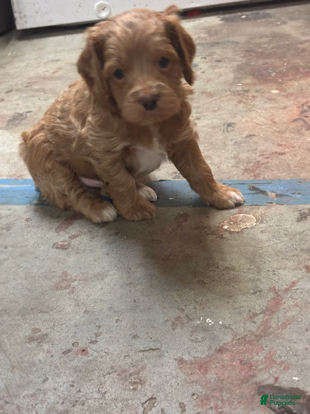 Cockapoo dogs for sale: Gideon  - Ad 4