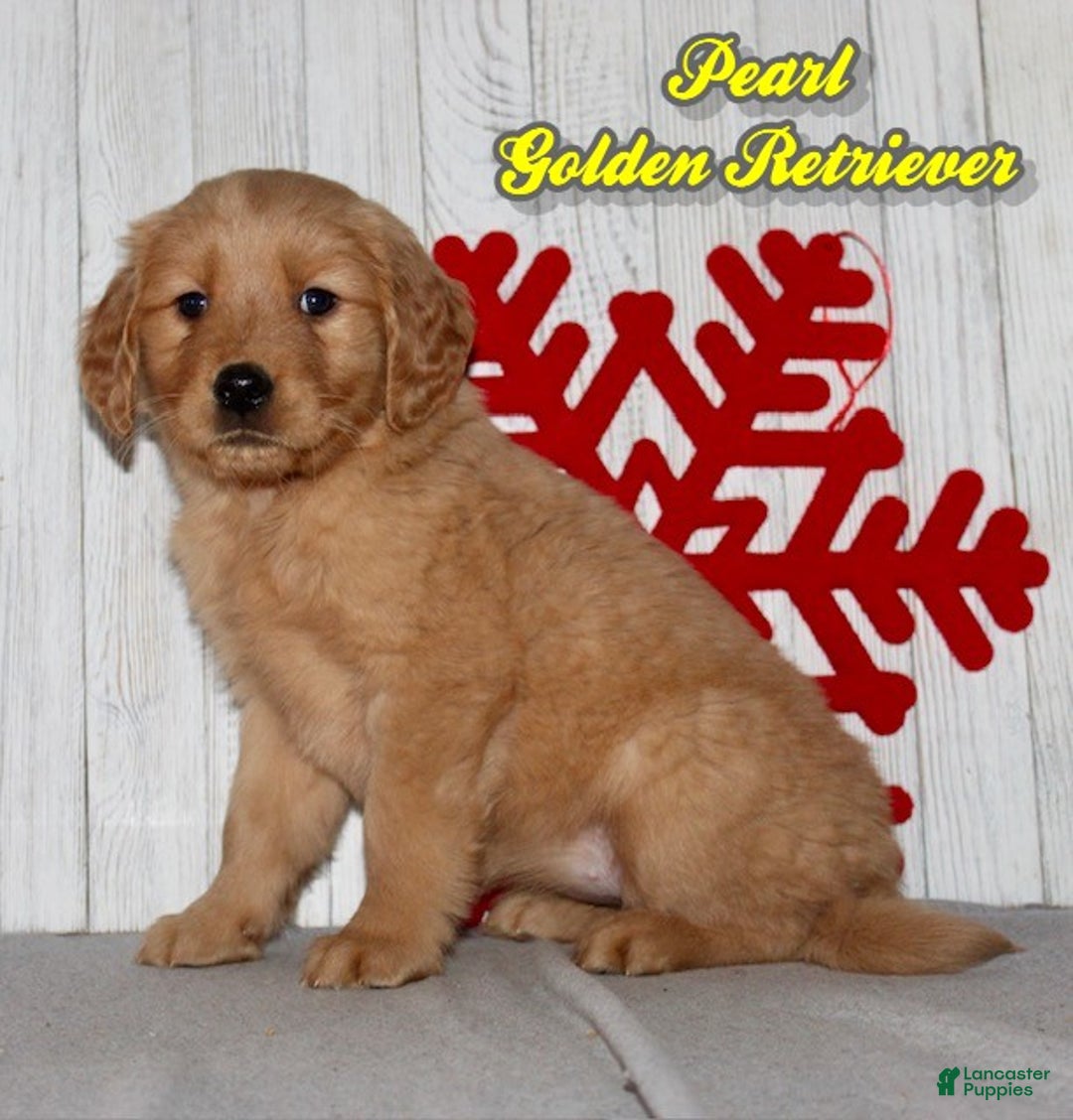 Golden Retriever dogs for sale: Pearl - Ad 1