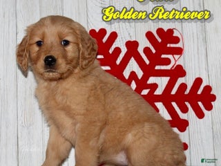 Golden Retriever dogs Pearl - Ad 6