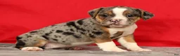 Beabull dogs for sale: Cola - Ad 4