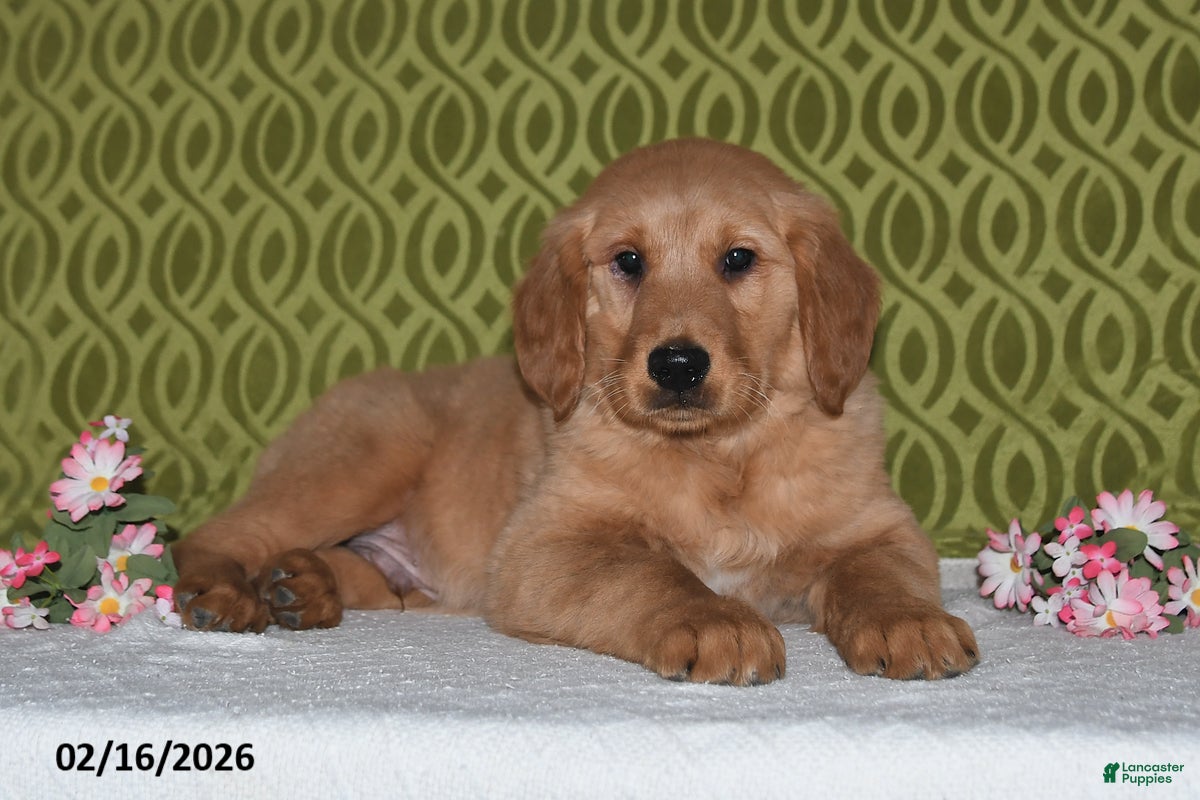 Golden Retriever dogs Echo - Ad 1