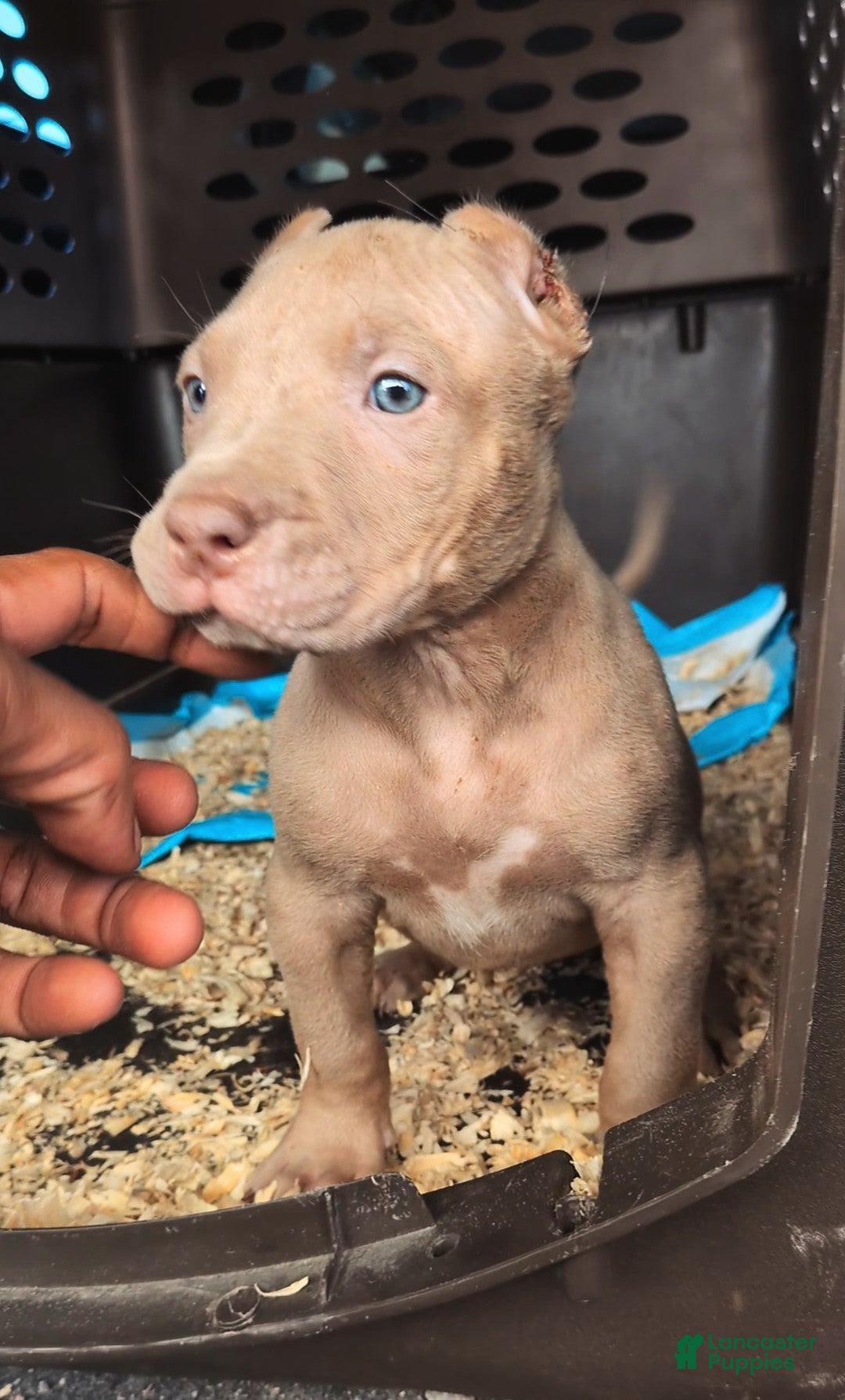 American Bully Red Nose Puppies For Sale Near Me Red Nose Xxl