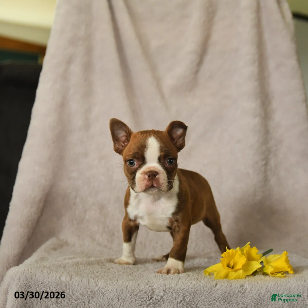 Boston Terrier dogs for sale: Drummer - Ad 2