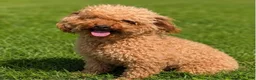 Mini Goldendoodle dogs for sale: Mini Goldendoodle 3 - Ad 4