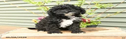 Shihpoo dogs for sale: Baxter - Ad 3
