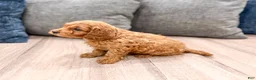Cavapoo dogs for sale: Duke - Ad 7