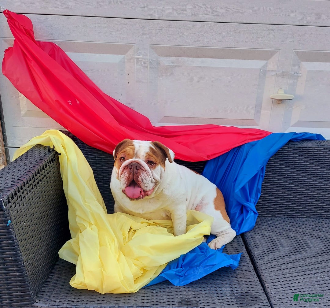 English Bulldog dogs for sale: English Bulldog Puppy 5 - Ad 31