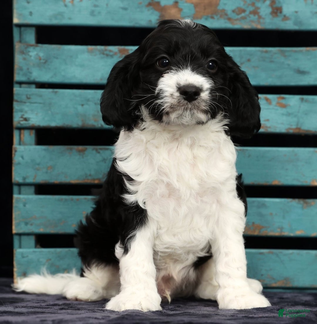 Cavapoo dogs for sale: Scott - Ad 8