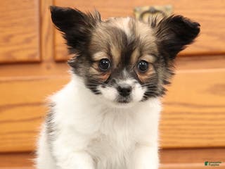 Papillon dogs Candy - Ad 5