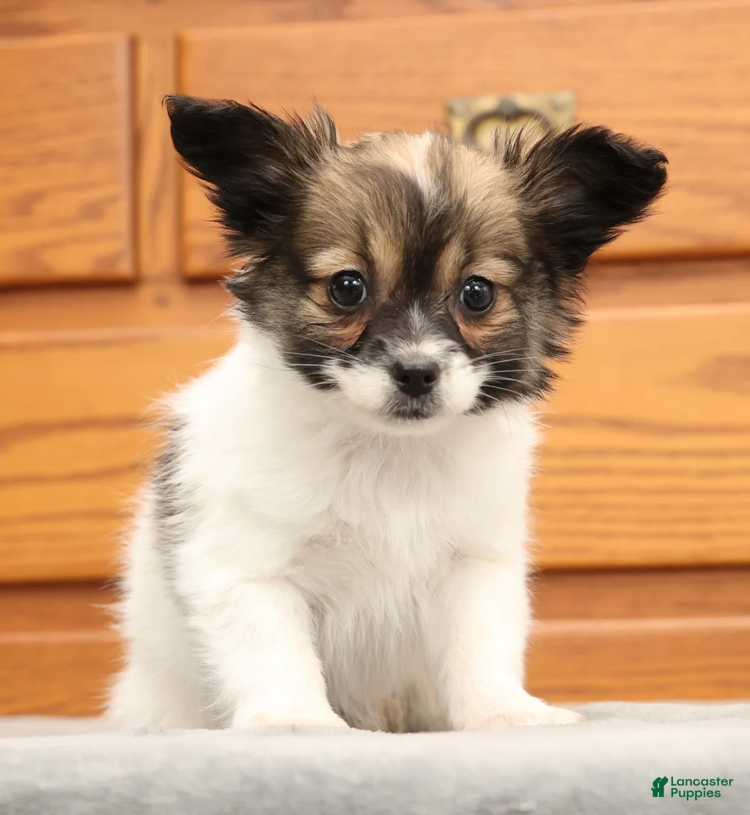 Papillon dogs for sale: Candy - Ad 1