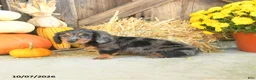 Miniature Dachshund dogs for sale: Jagger - Ad 5